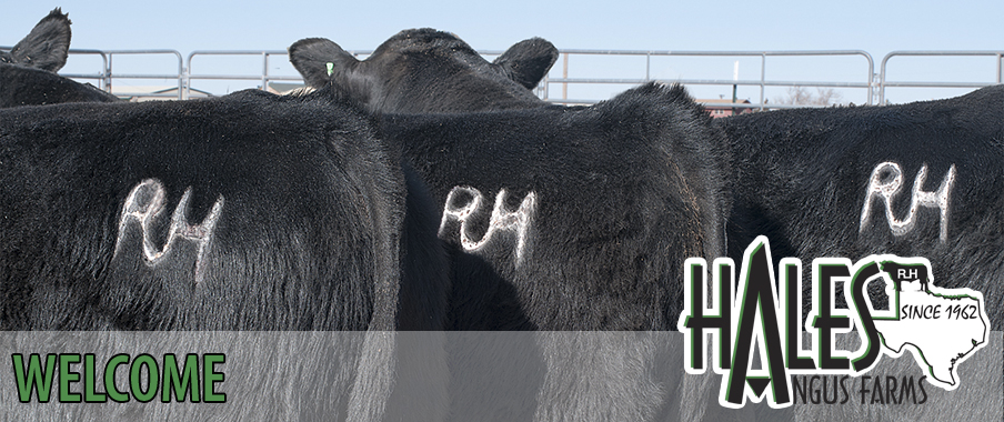 Registered Angus Cattle for 46 years